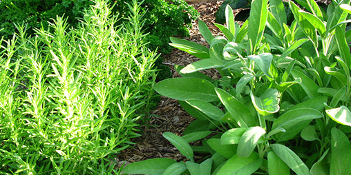 Herb Garden