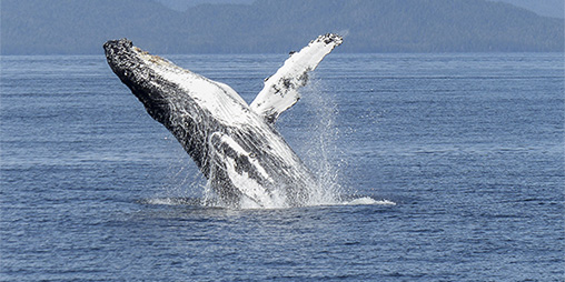 Humpback Whale