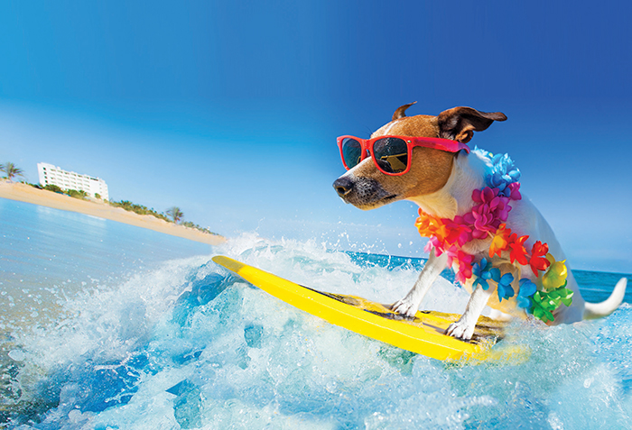 NAIC Illustration Work Stagnates in the Dog Days of Summer