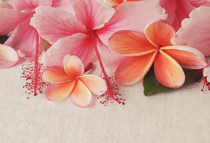 The NAIC Says Aloha