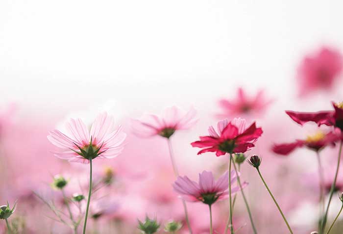 Flowers Sprout in the Consumer Data Regulation Garden