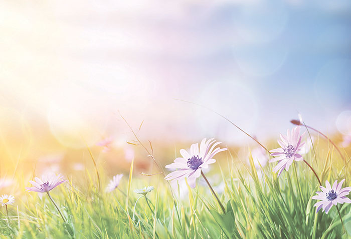 Let a Thousand Flowers Bloom: Advisory Voices Proliferate at SEC