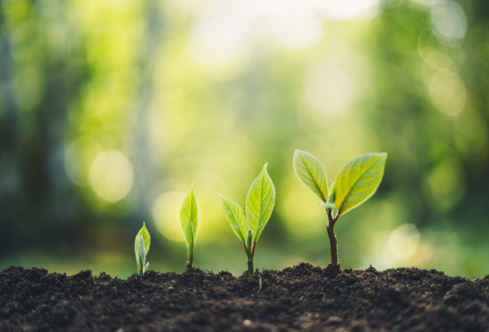 A New Draft Privacy Model Blooms From the NAIC Privacy Working Group 