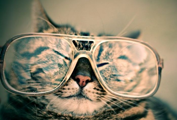 Search Thumbnail for 4 Ways New York May Make DOL Look Like a Fiduciary Kitten