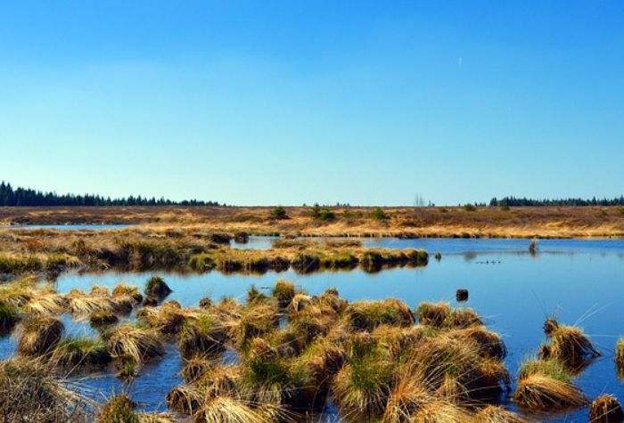 Search Thumbnail for Proposed Rewrite of Wetlands Rule Expected by December, EPA Says