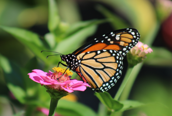 Search Thumbnail for Carlton Fields Represents Miami Blue Chapter of the North American Butterfly Association in Land Donation