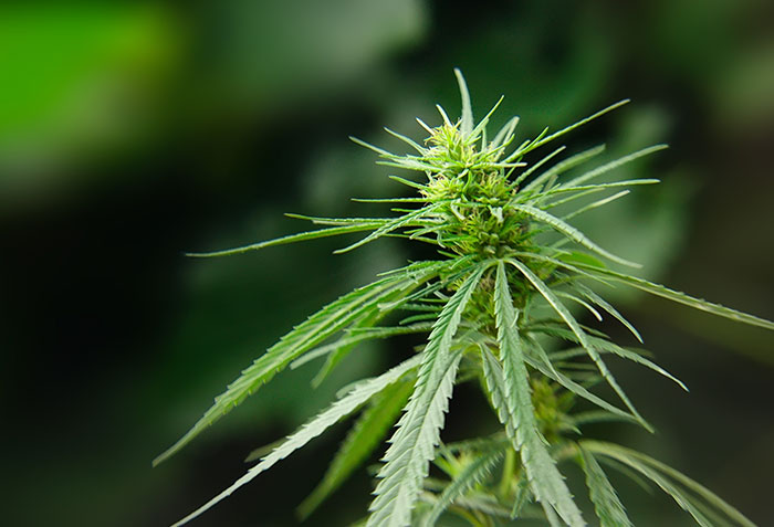 Search Thumbnail for Carlton Fields Attorney Jennifer A. Tschetter Affirms Accuracy of EVIO Labs’ Cannabis Testing