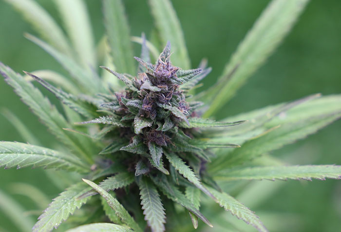 Search Thumbnail for Carlton Fields Attorney Gregory Boulos Authors Article About Cannabis Regulation